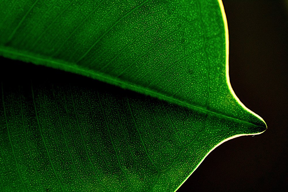 Ficus leaf