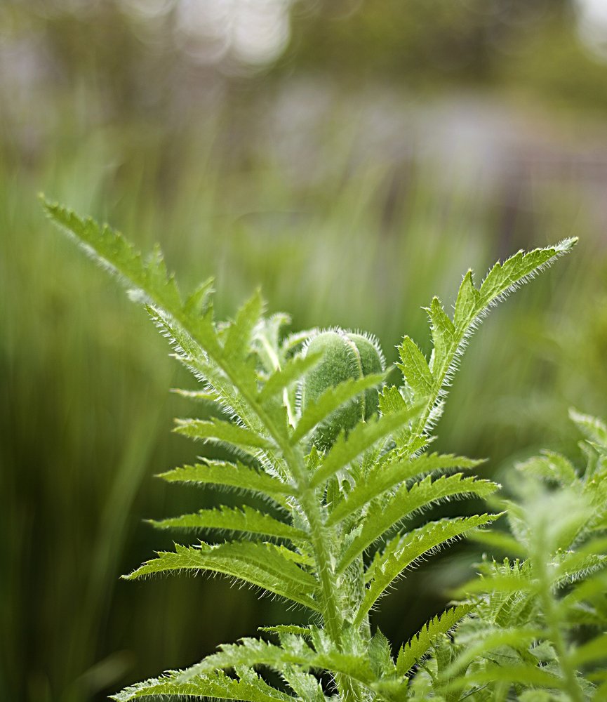 Photograph by Таня Короткова