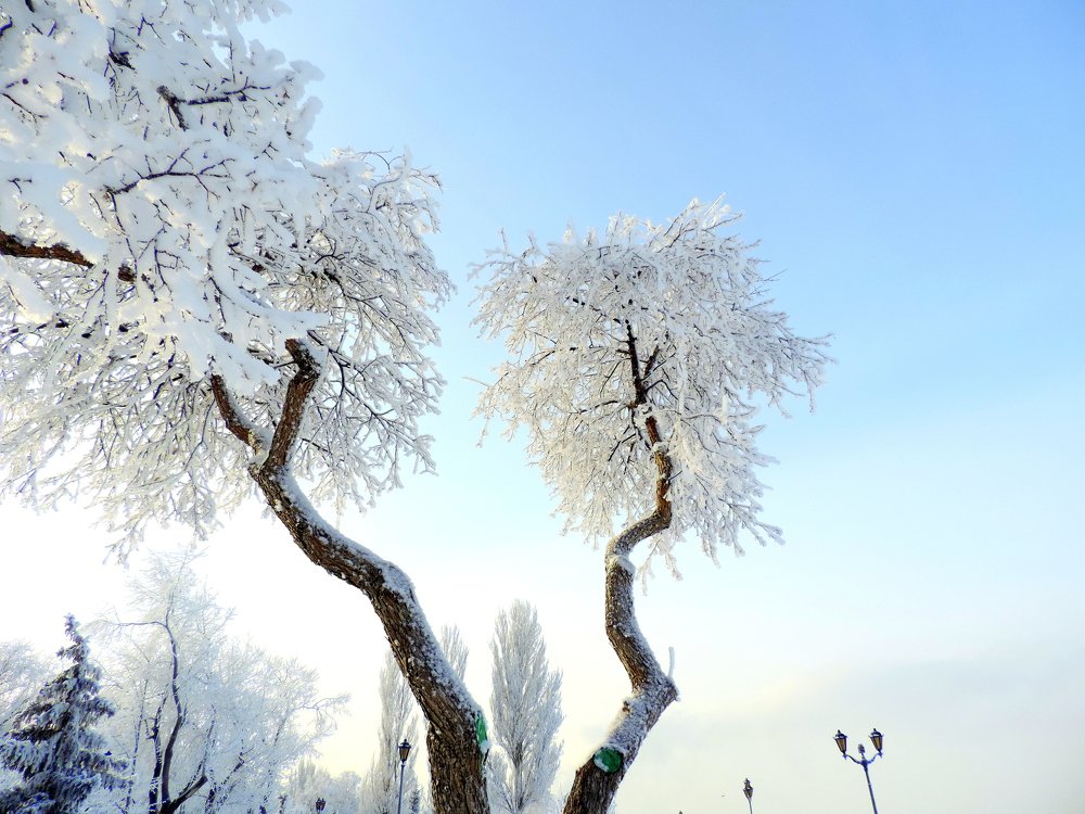 День Святого Николая