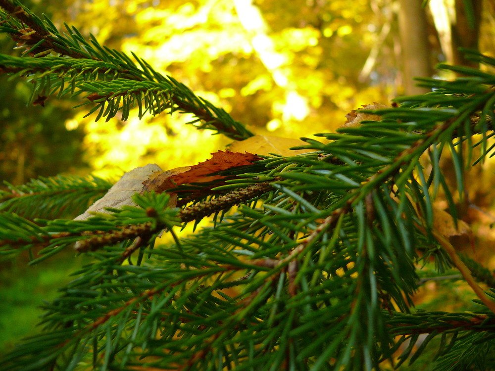 Фотография автора Анатолий Борисов