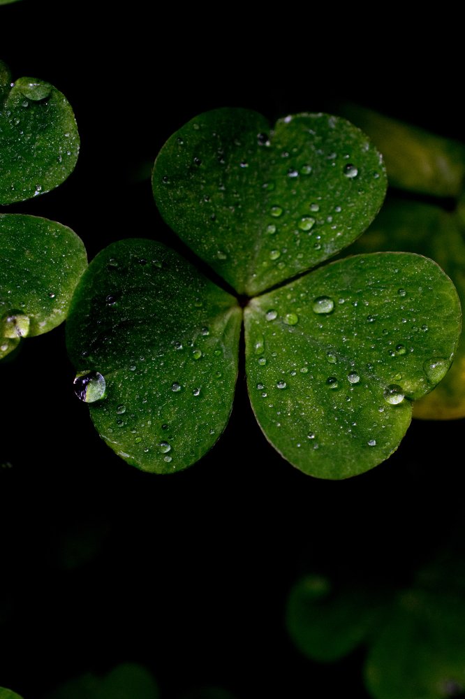 Photograph by Kornelija