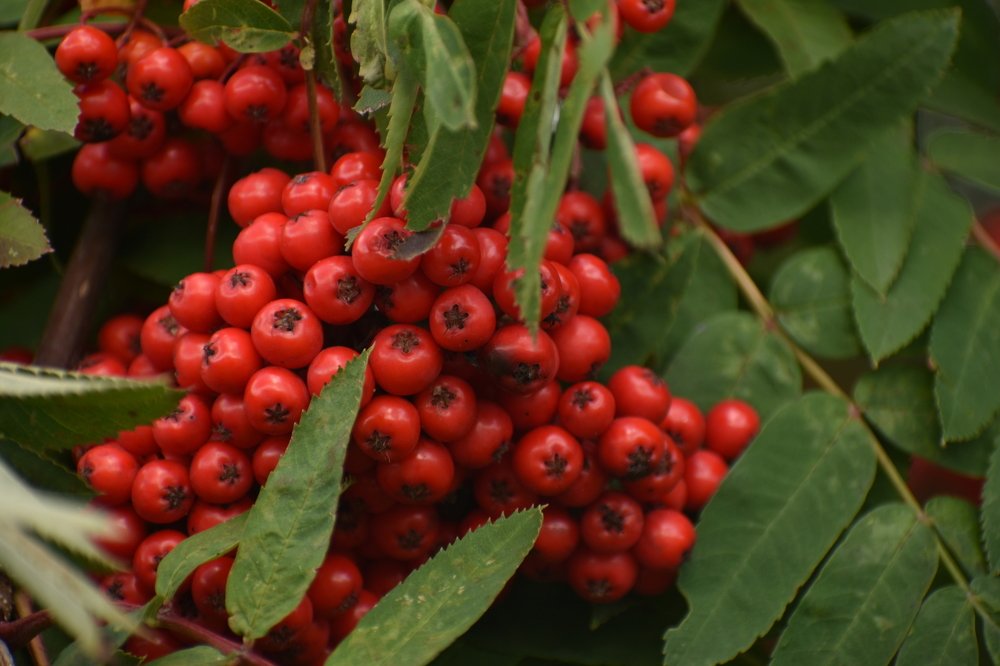 Rowanberries on a branch