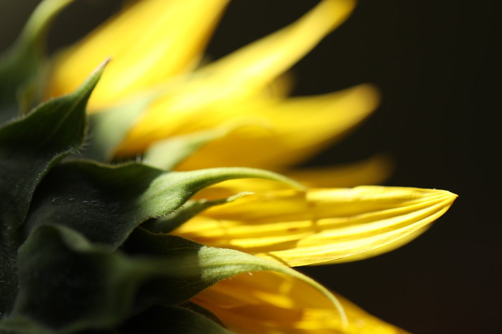 Photograph by Ольга Галецкая