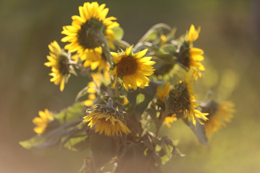 Photograph by Ольга Галецкая