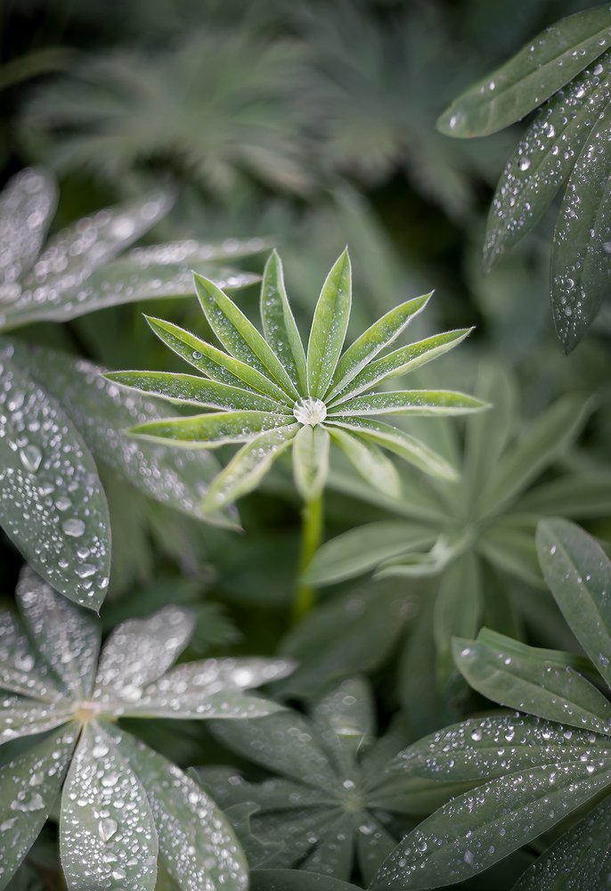 После дождя