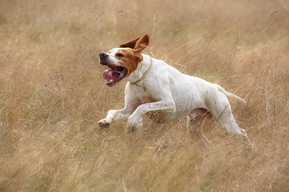 Вперёд за мечтой!