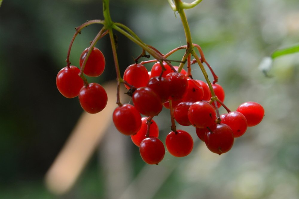 Калина красная
