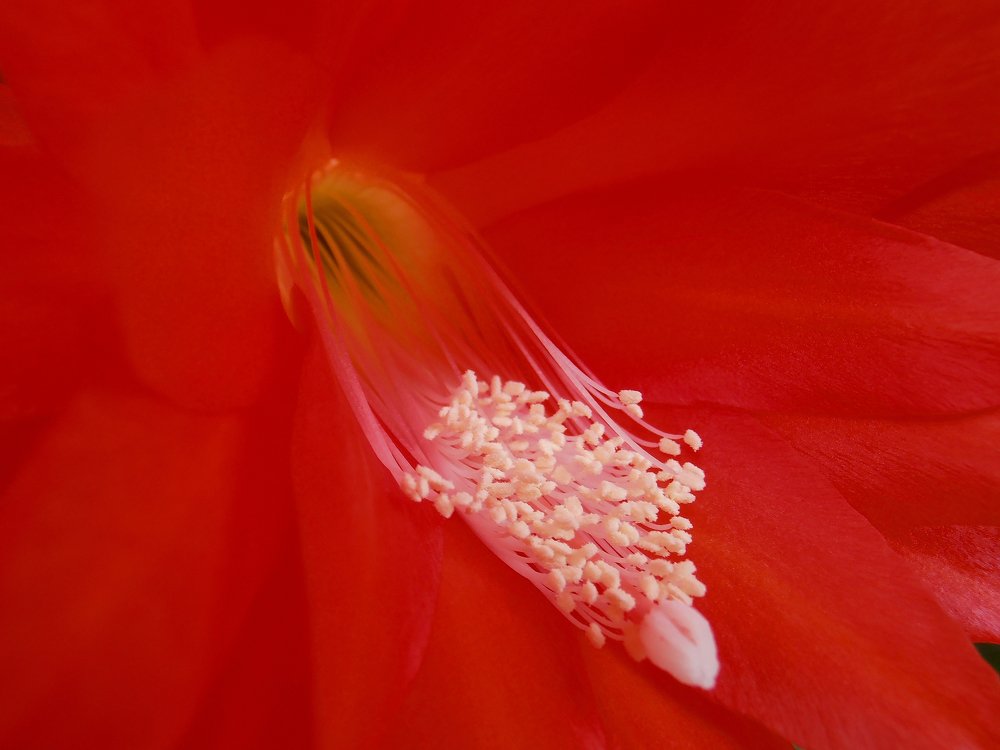 Red Cactus Flower