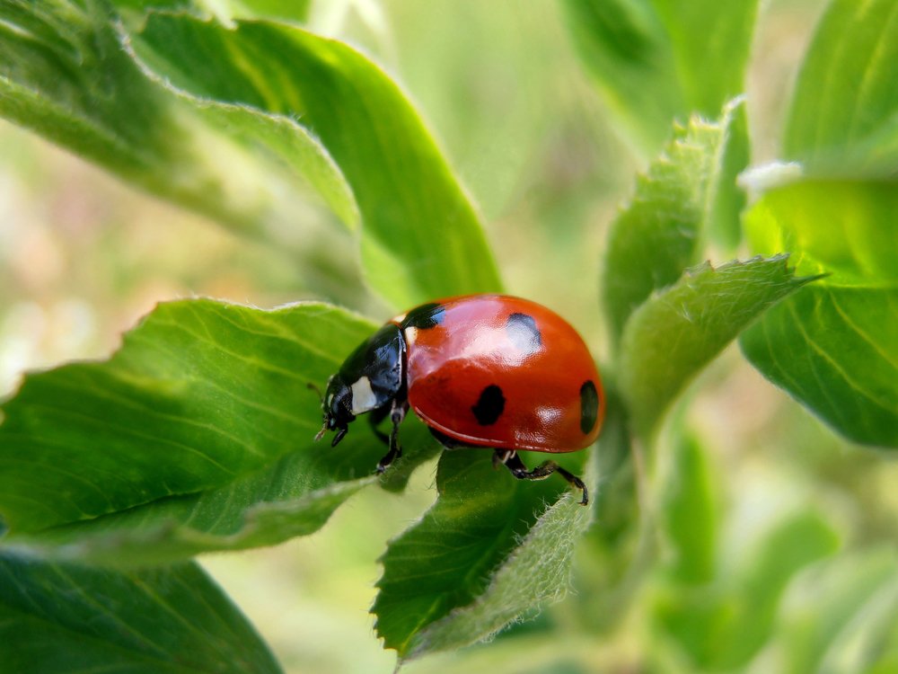 Red Ladybug