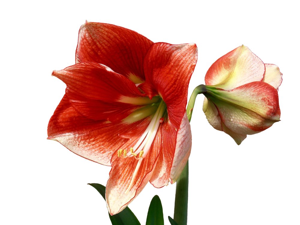 Red Amaryllis