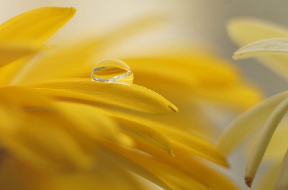 Капля и герберы