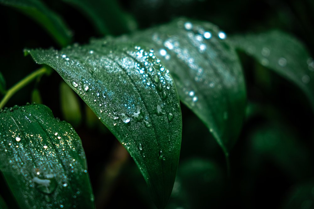 После дождя