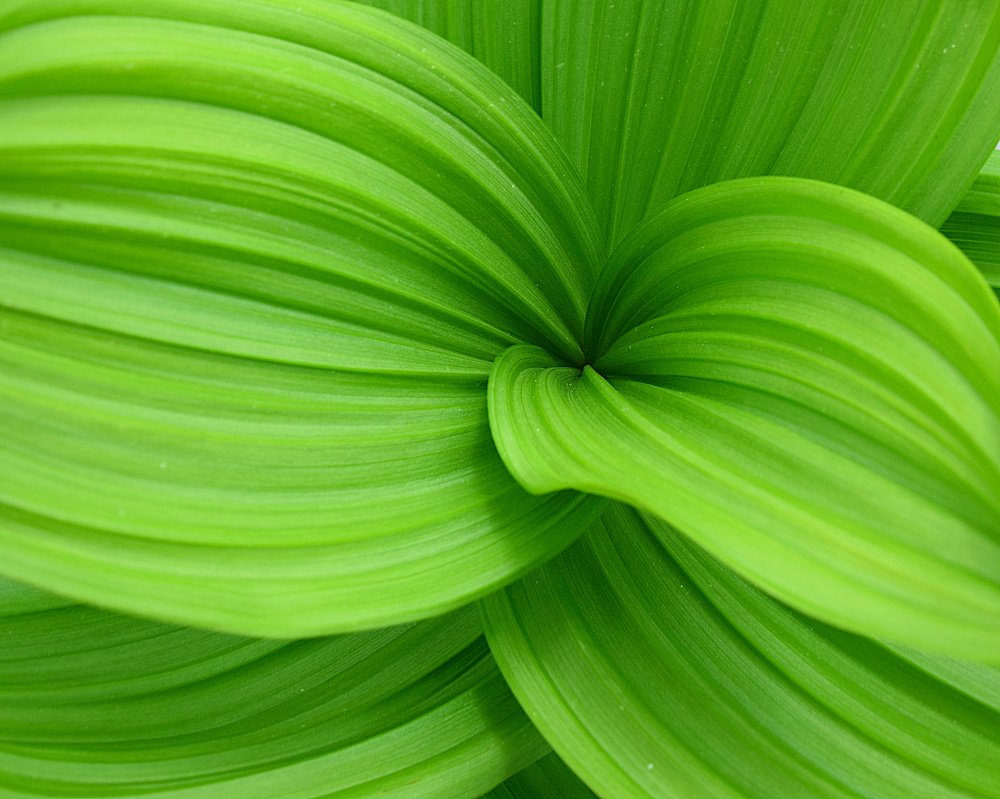 Photograph by Margo Margo