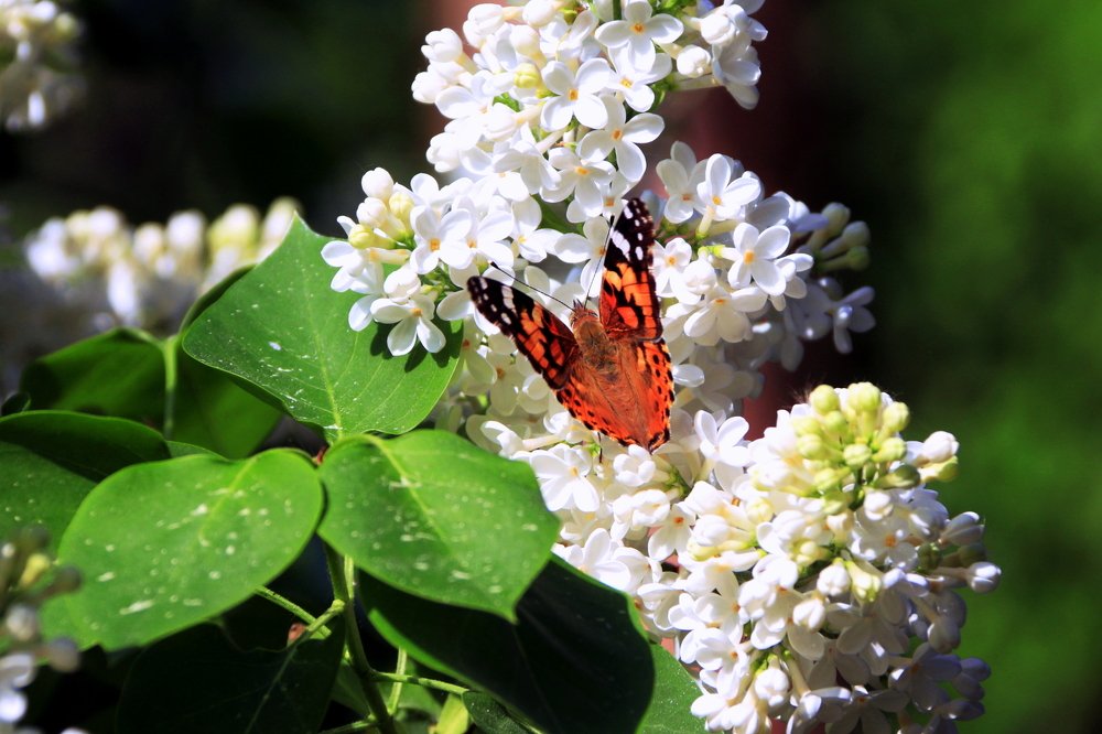 Белая сирень