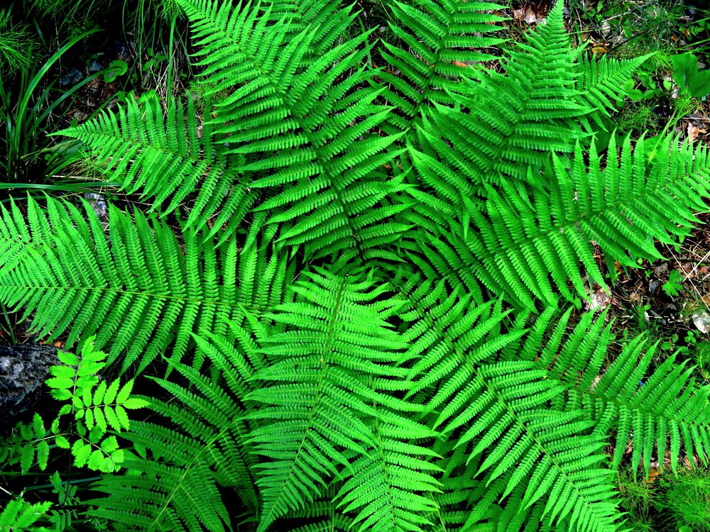 Папоротник