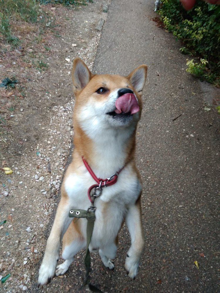 Shibo Inu