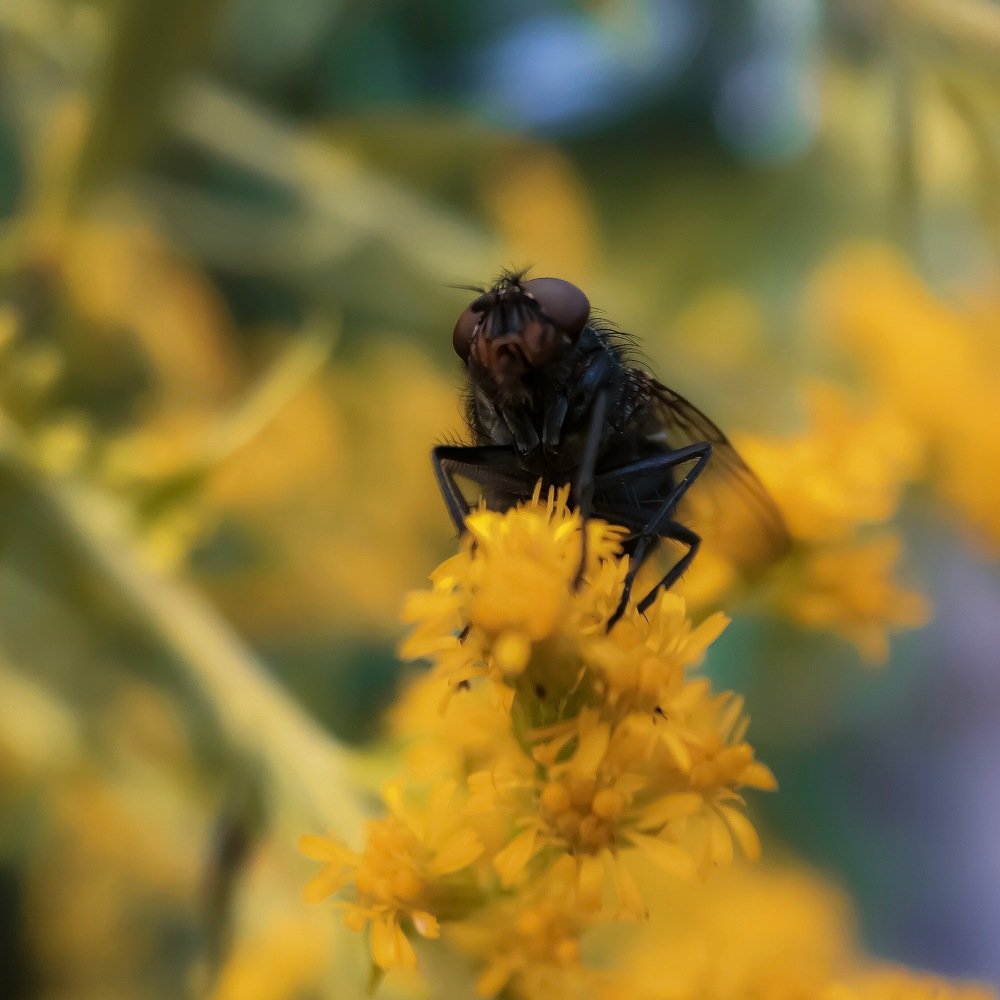 Высоко сижу, далеко гляжу