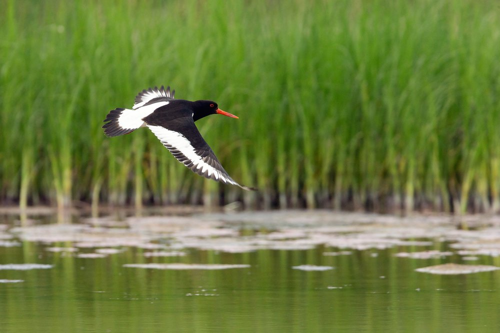 Oystercatcher