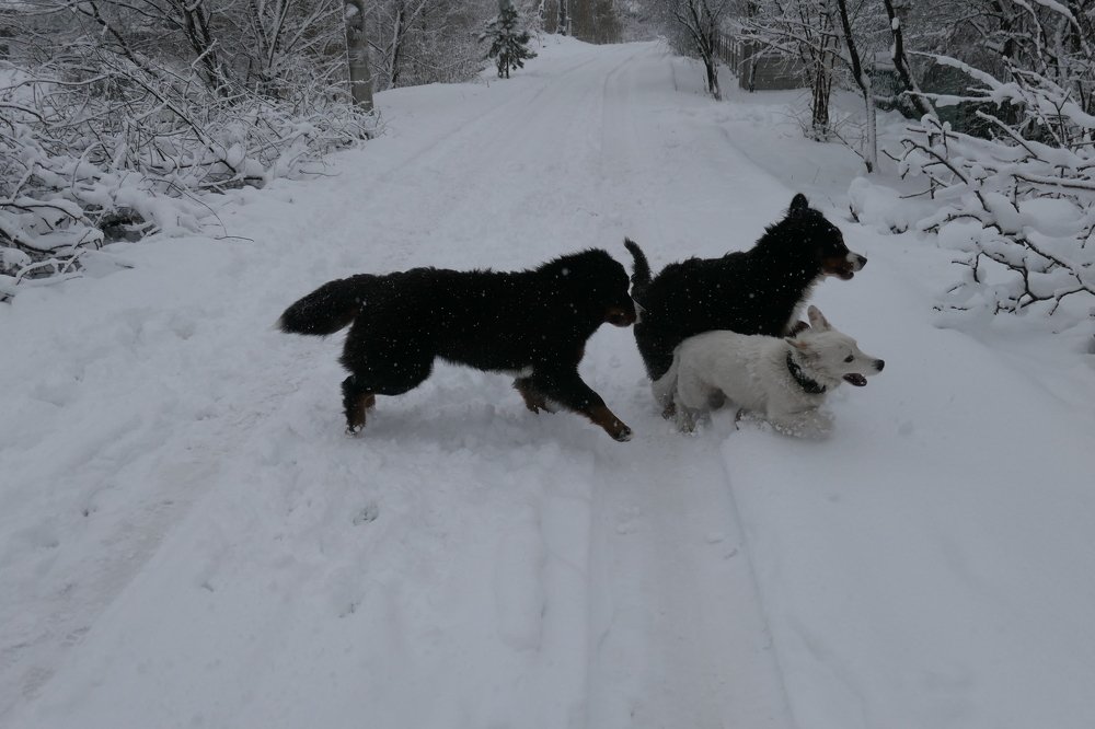Photo #3630868