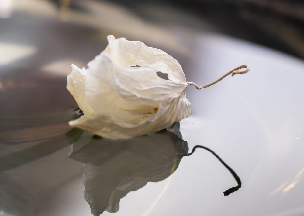 Photograph by Evgeniia Iakimenko