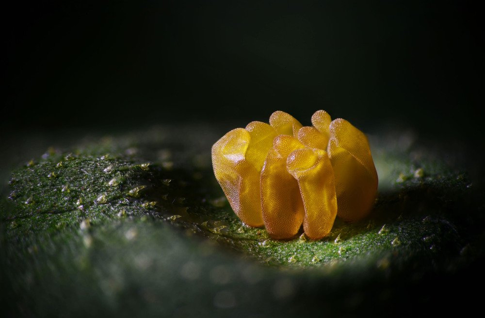 Butterfly eggs........