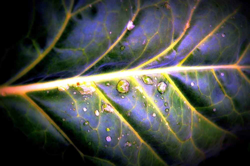 Капустный лист