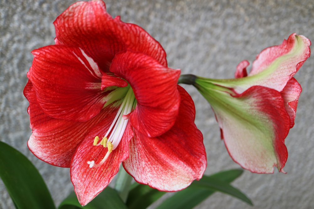 Red Amaryllis