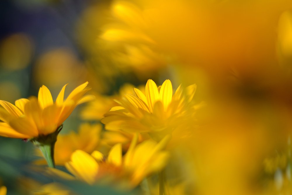 Photograph by Ирина Васильева