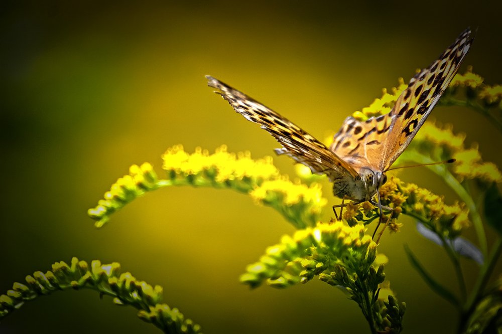 Фотография автора Игорь Иванов