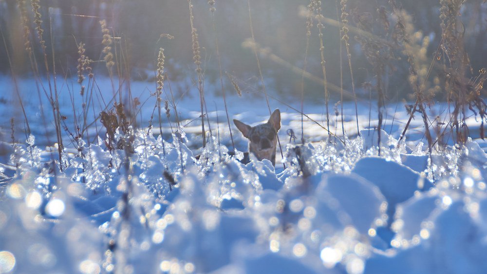 Photograph by Алексей Приешкин