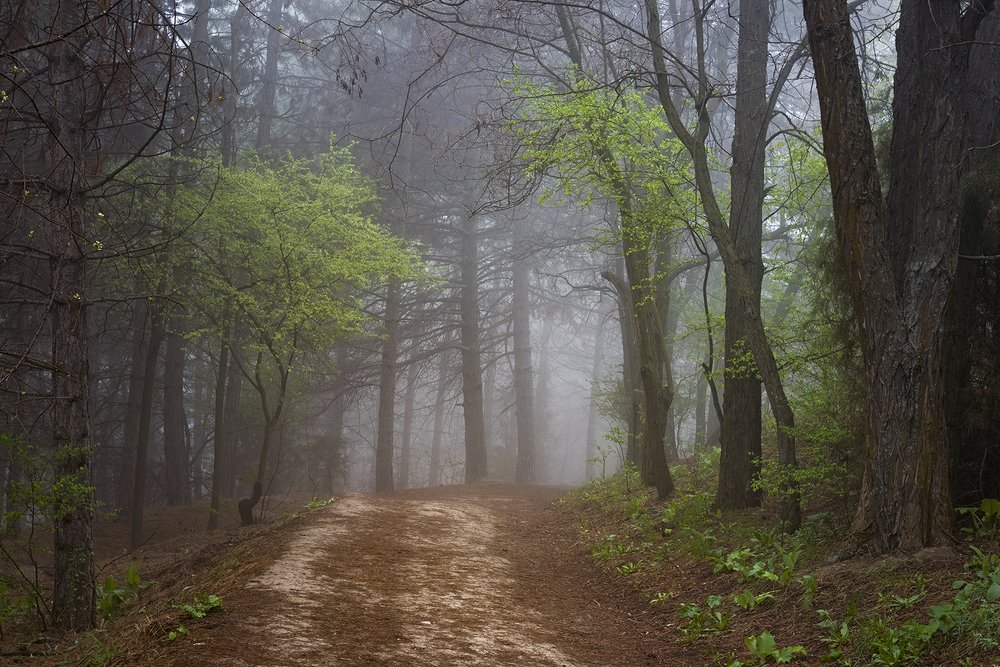 Туманный лес