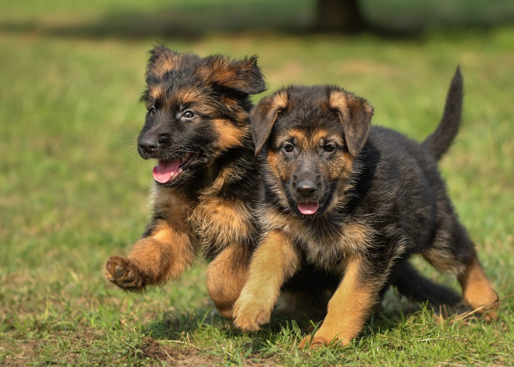 Озорное детство