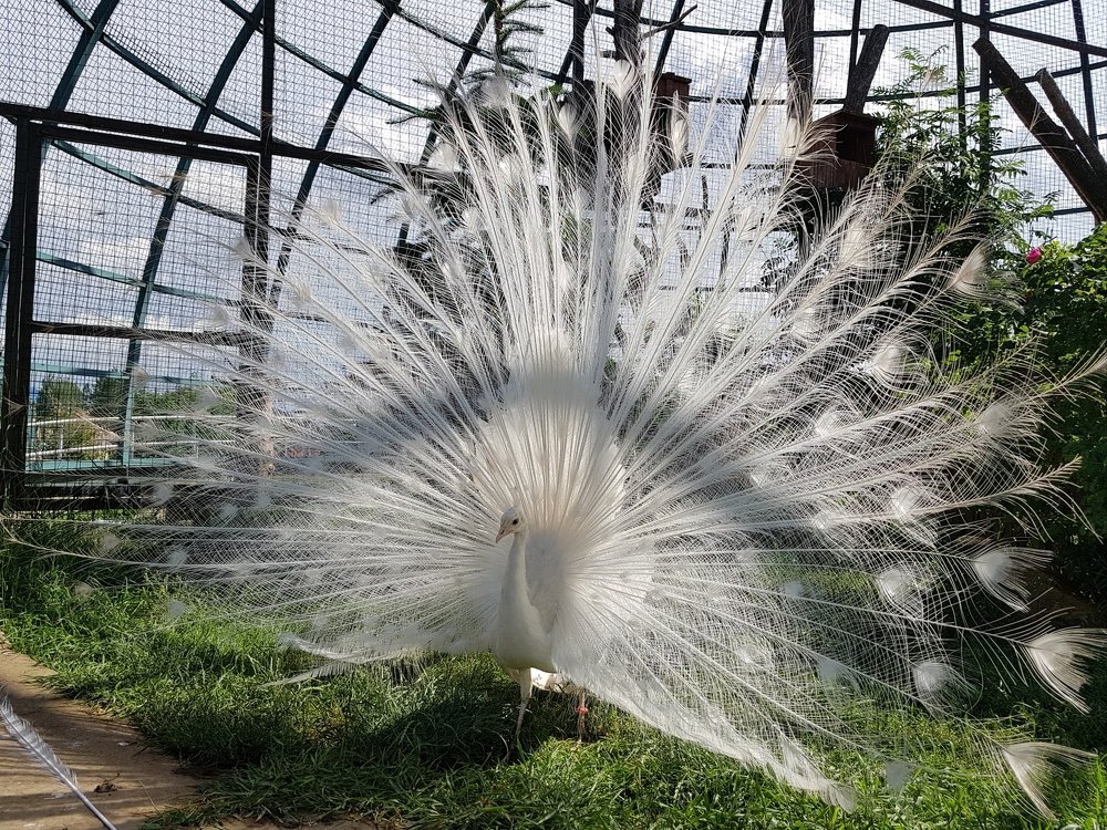 Ажурное чудо