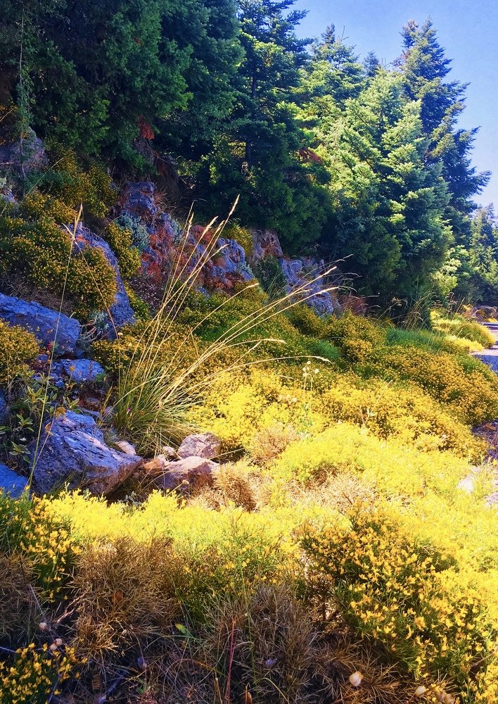 Летний пейзаж