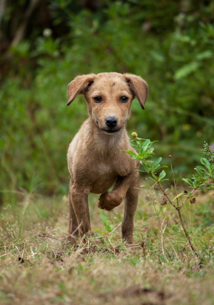 Photograph by  Rohan Bharadwaj