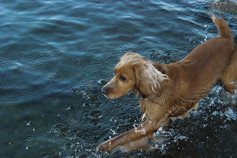 Грациозный прыжок