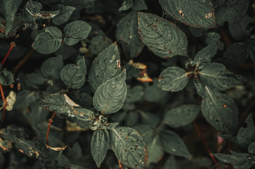 Photograph by Pifin Mustaji