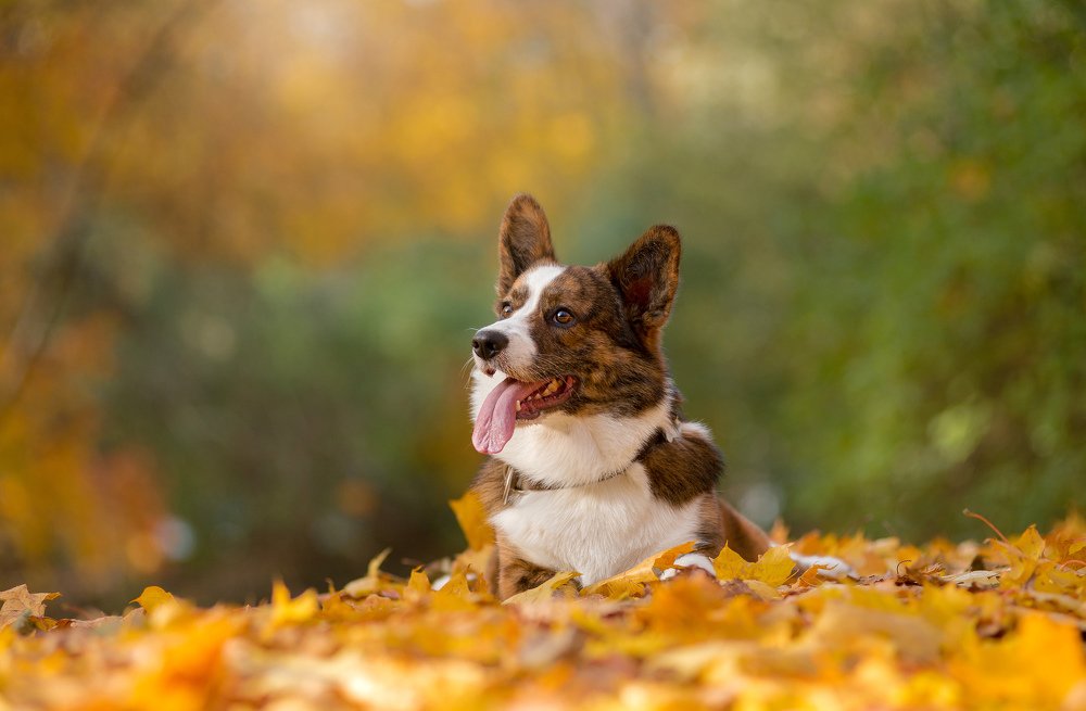 Photograph by Svetlana  Palaychuk