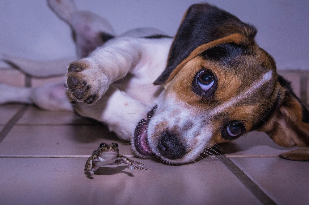 Photograph by Massimo Chiozzi