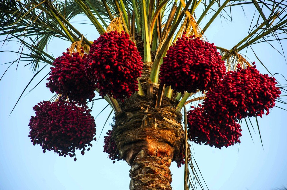 Фотография автора Hashem Mohamed