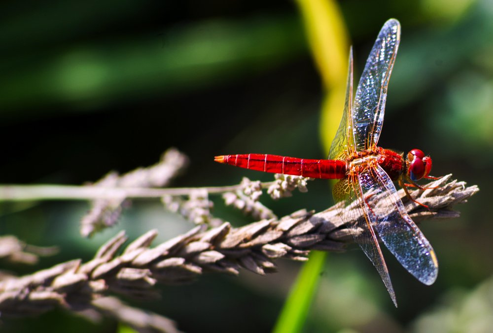 Фотография автора Hashem Mohamed