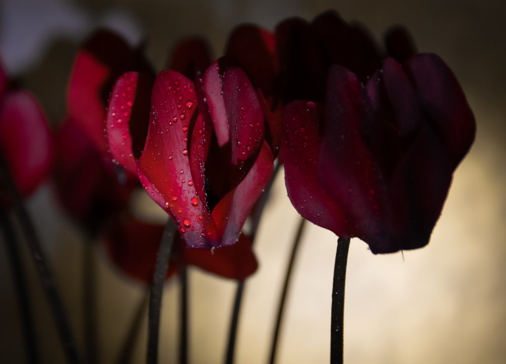 Фотография автора Оксана Белозерская