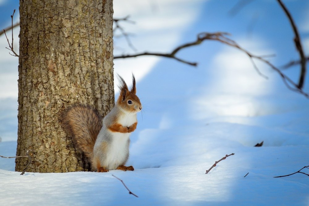 Голубые тени