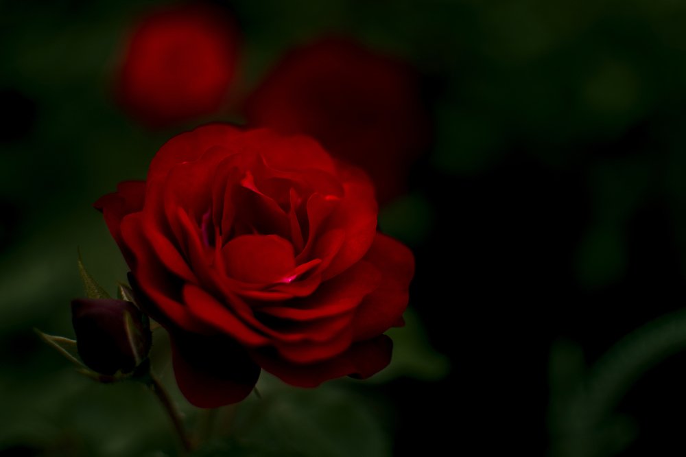 Photograph by Олександр Дмитрук