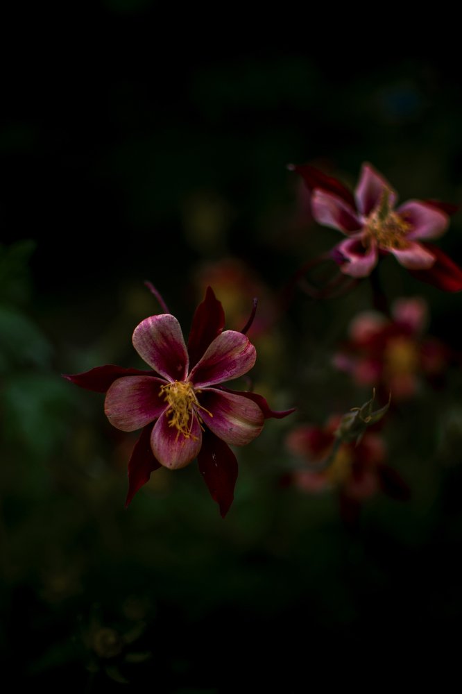 Photograph by Олександр Дмитрук