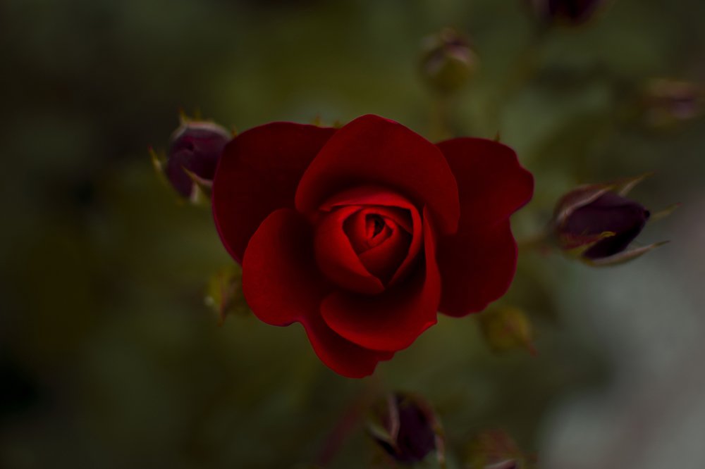 Photograph by Олександр Дмитрук