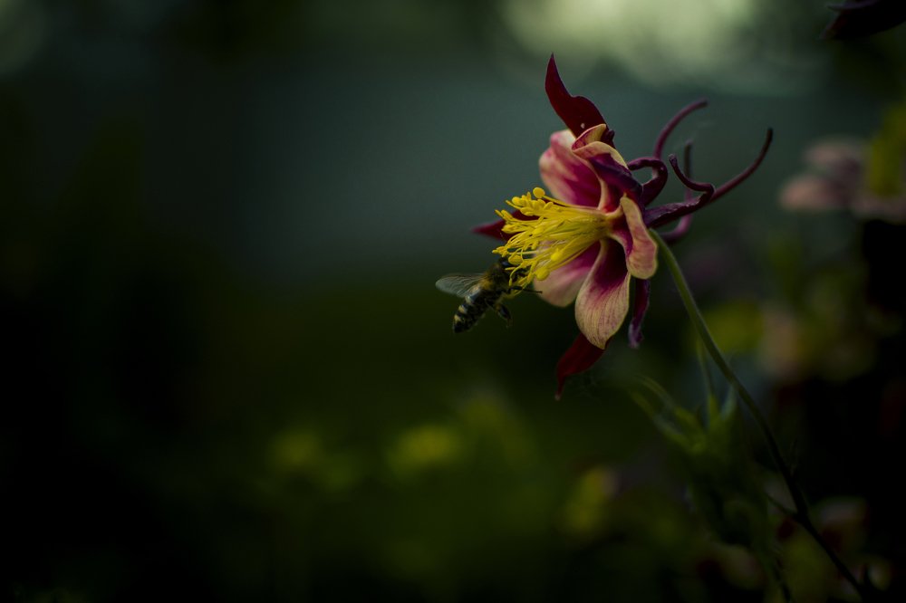 Photograph by Олександр Дмитрук