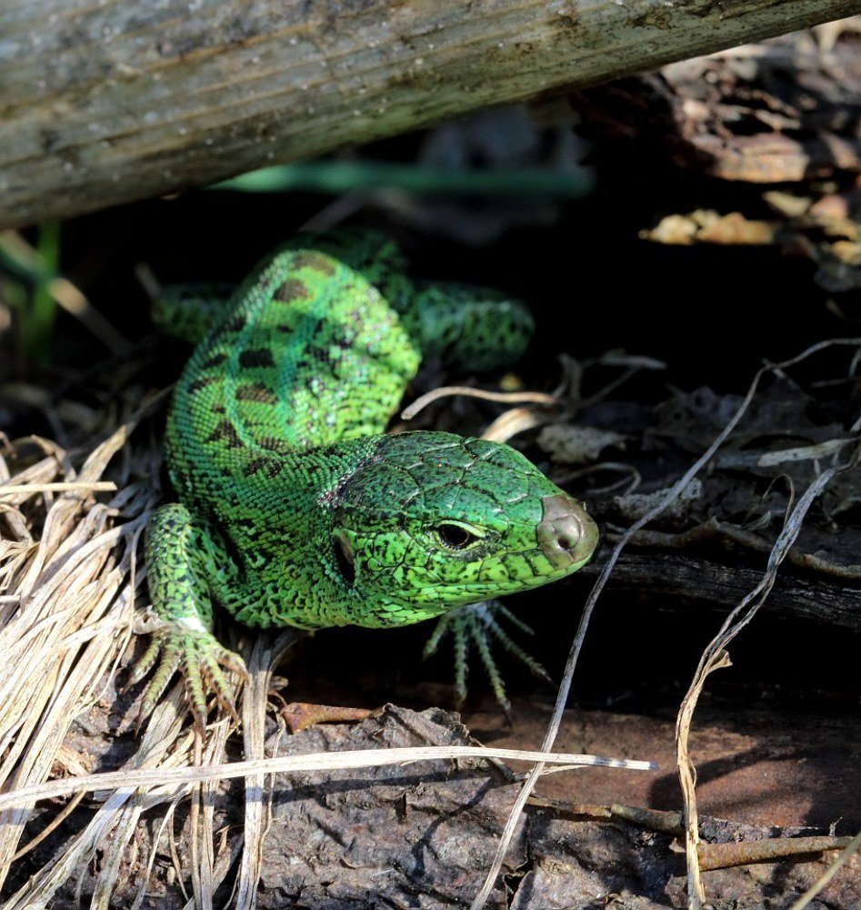 Я динозавр, просто приболел