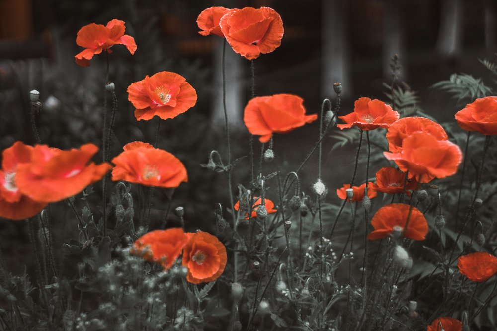 poppies flowers