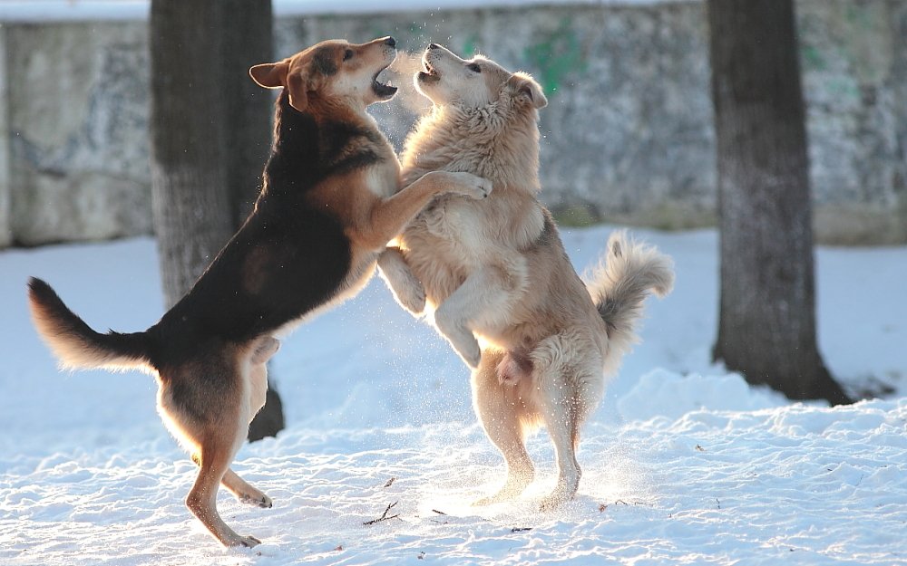 Мороз и Солнце День Чудесный..